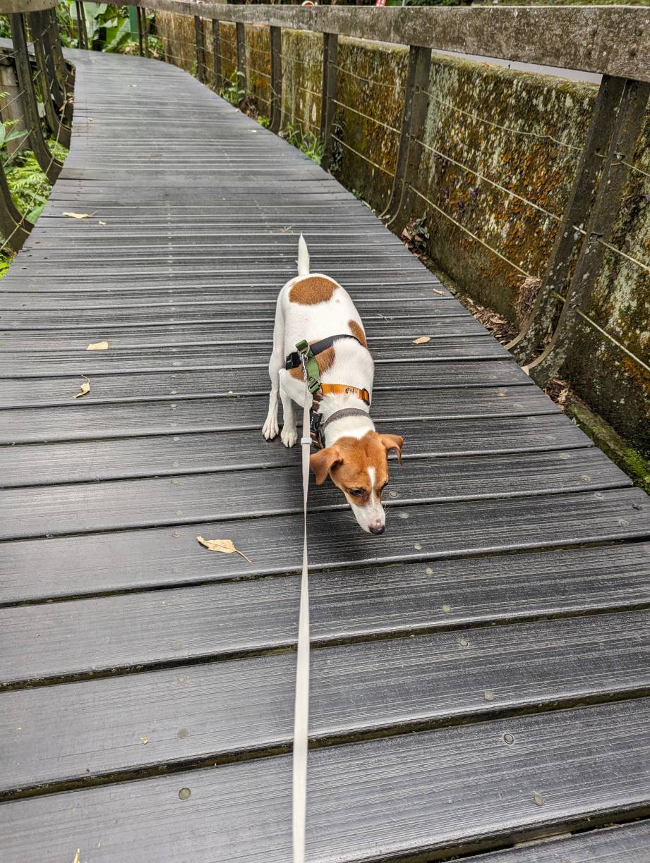 第一次不敢在木棧道上面走路