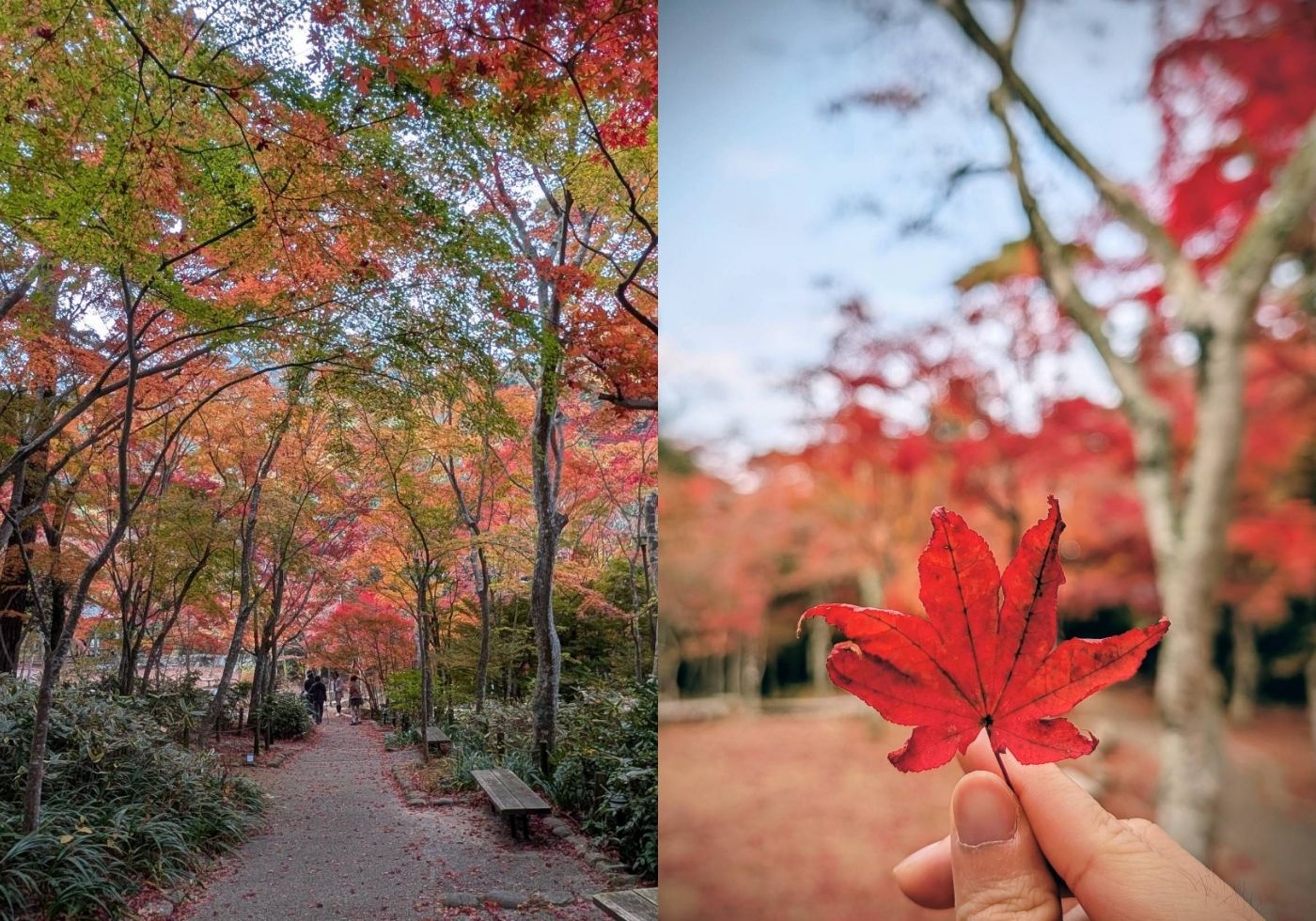 【日本景點】有馬溫泉最強賞楓地!瑞寶寺公園紅楓盛宴,隨手拍都是桌布美景