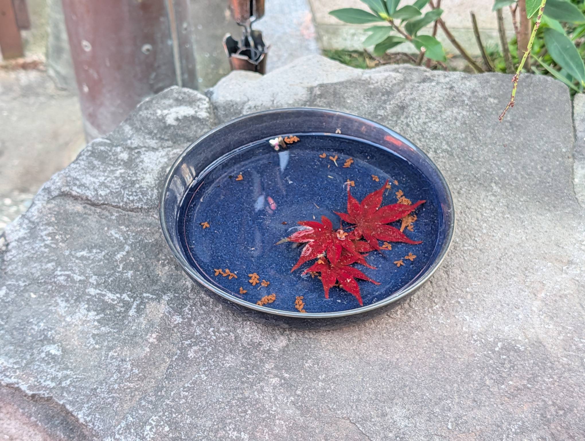 紅楓