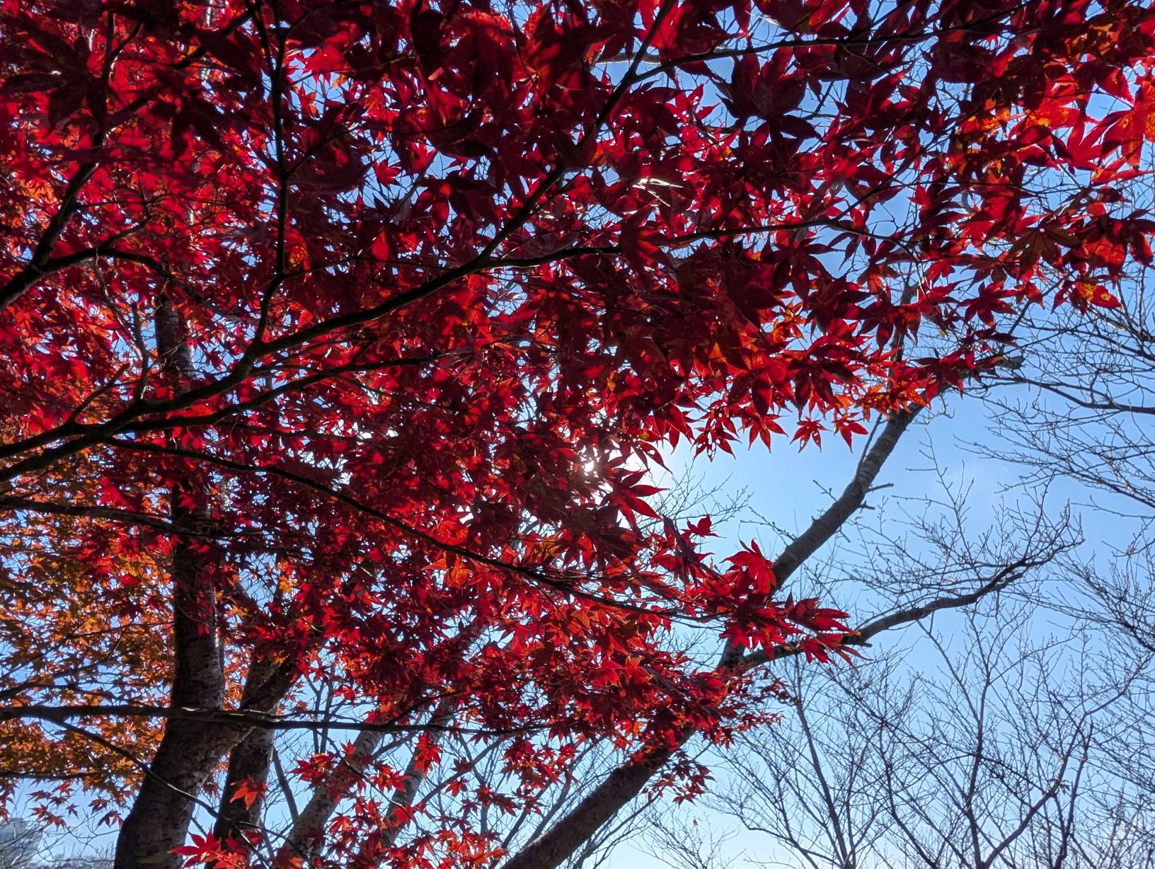 紅楓