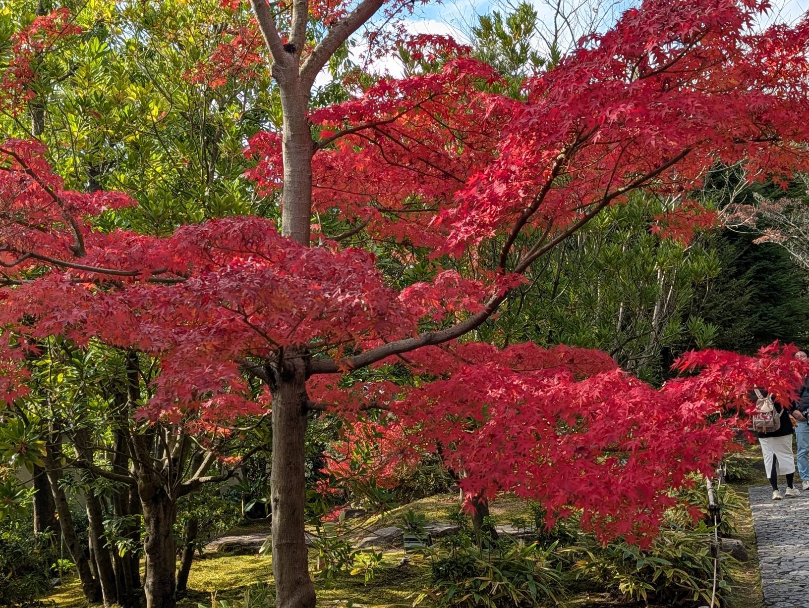 【日本旅遊】神戶姬路岡山自由行，溫差極大的賞楓之旅