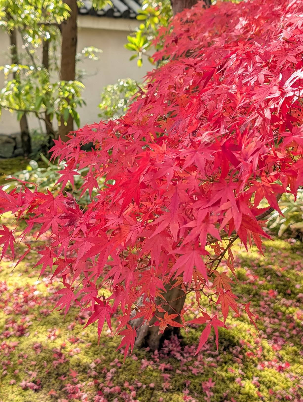 【日本旅遊】神戶姬路岡山自由行，溫差極大的賞楓之旅