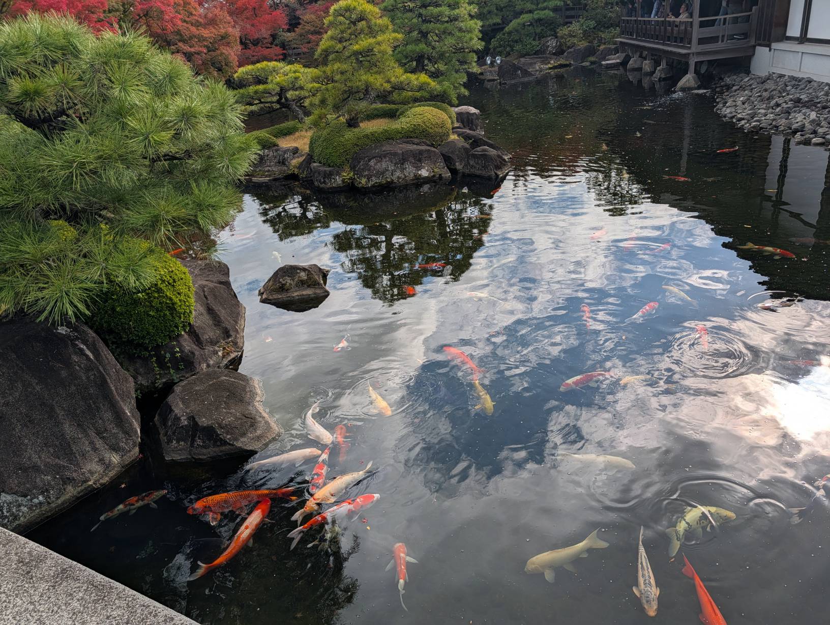 【日本旅遊】神戶姬路岡山自由行，溫差極大的賞楓之旅