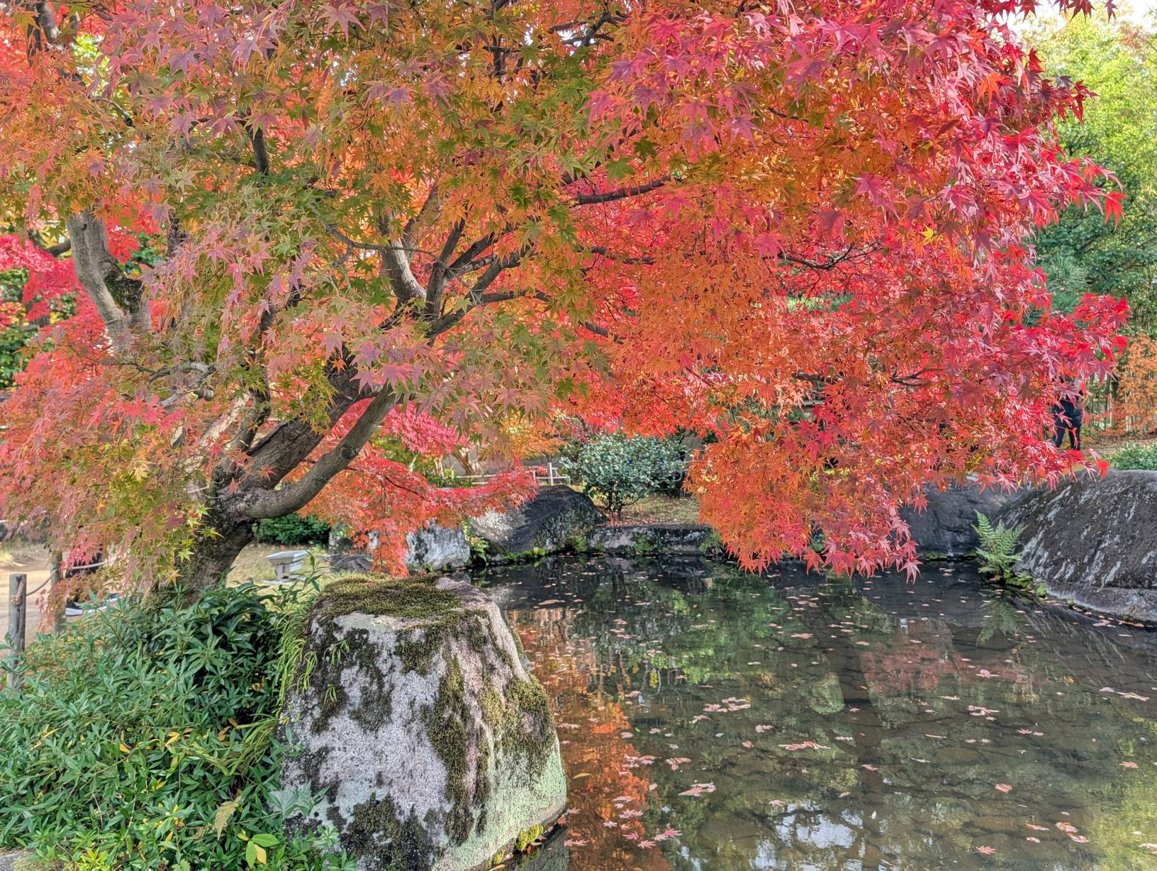 【日本旅遊】神戶姬路岡山自由行，溫差極大的賞楓之旅
