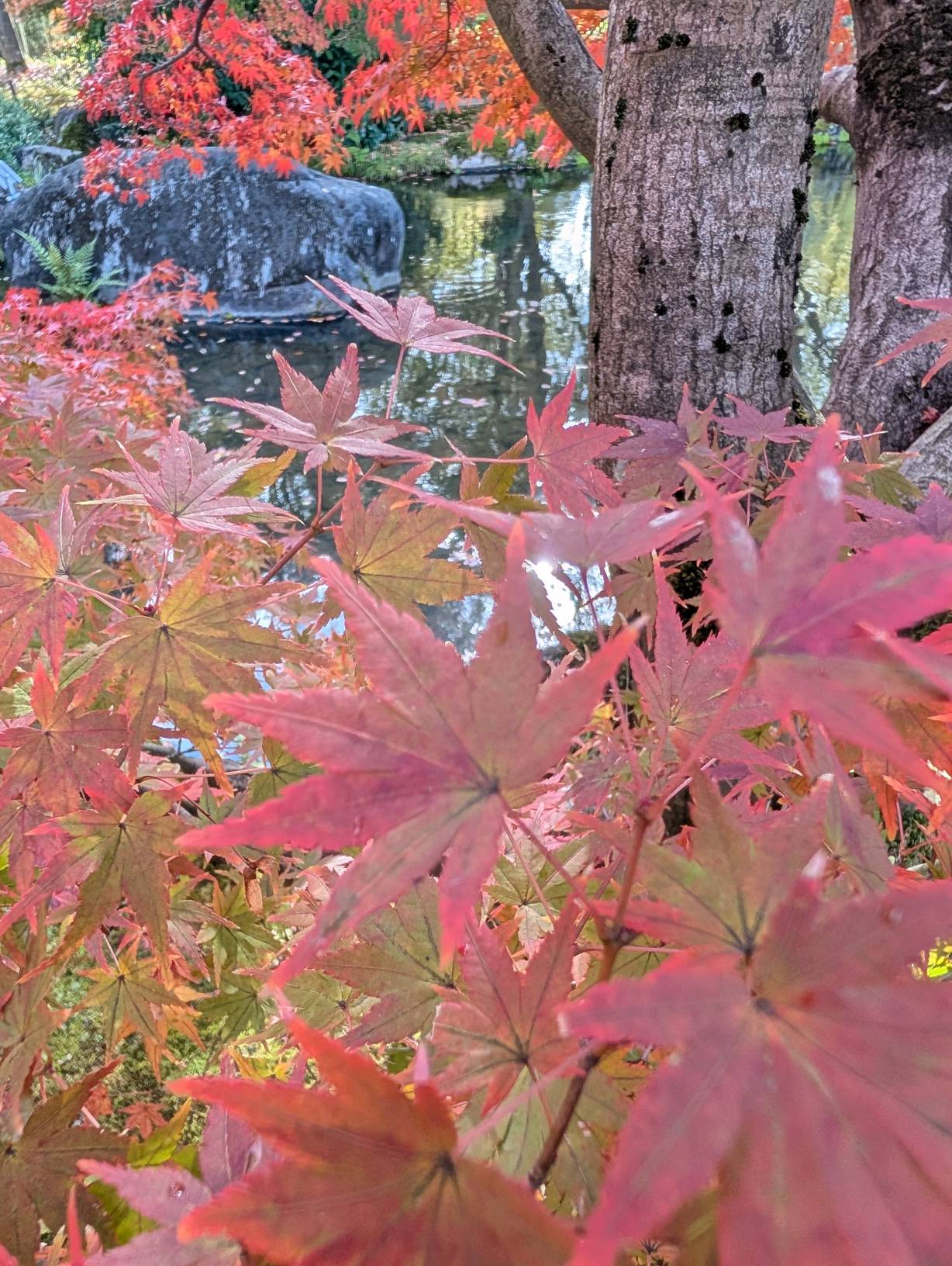【日本旅遊】神戶姬路岡山自由行，溫差極大的賞楓之旅