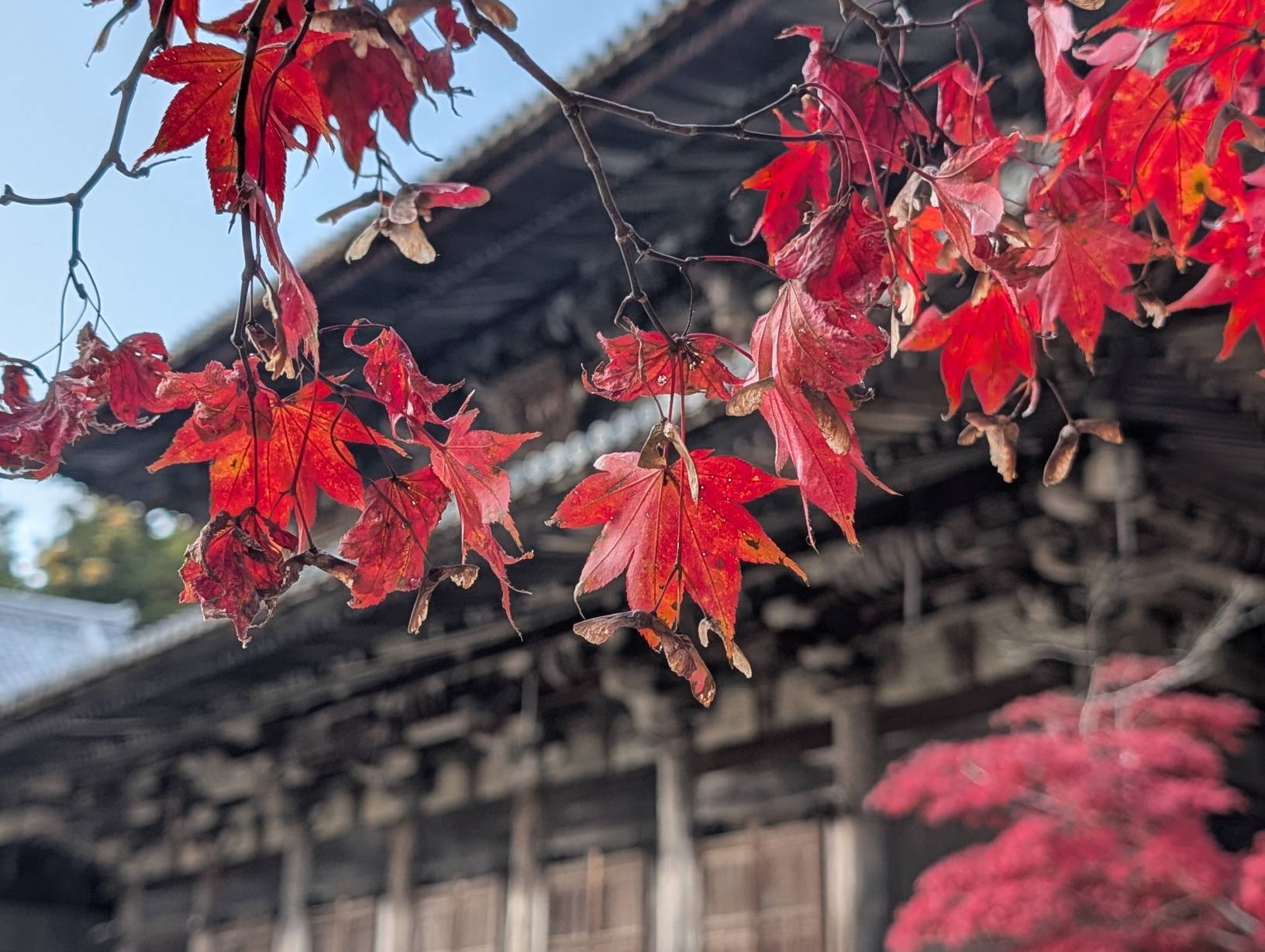 紅楓與三之堂