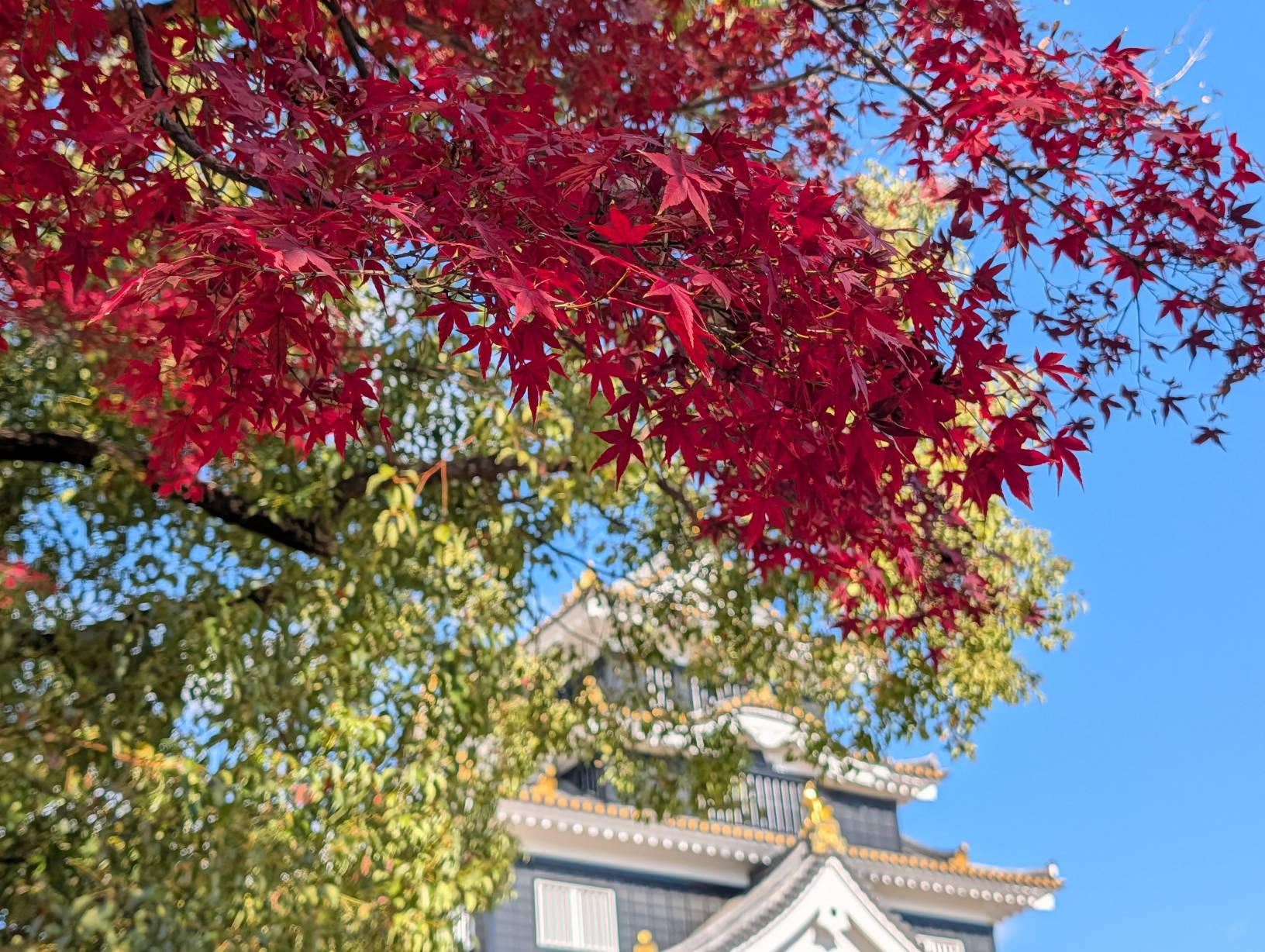 紅綠交織
