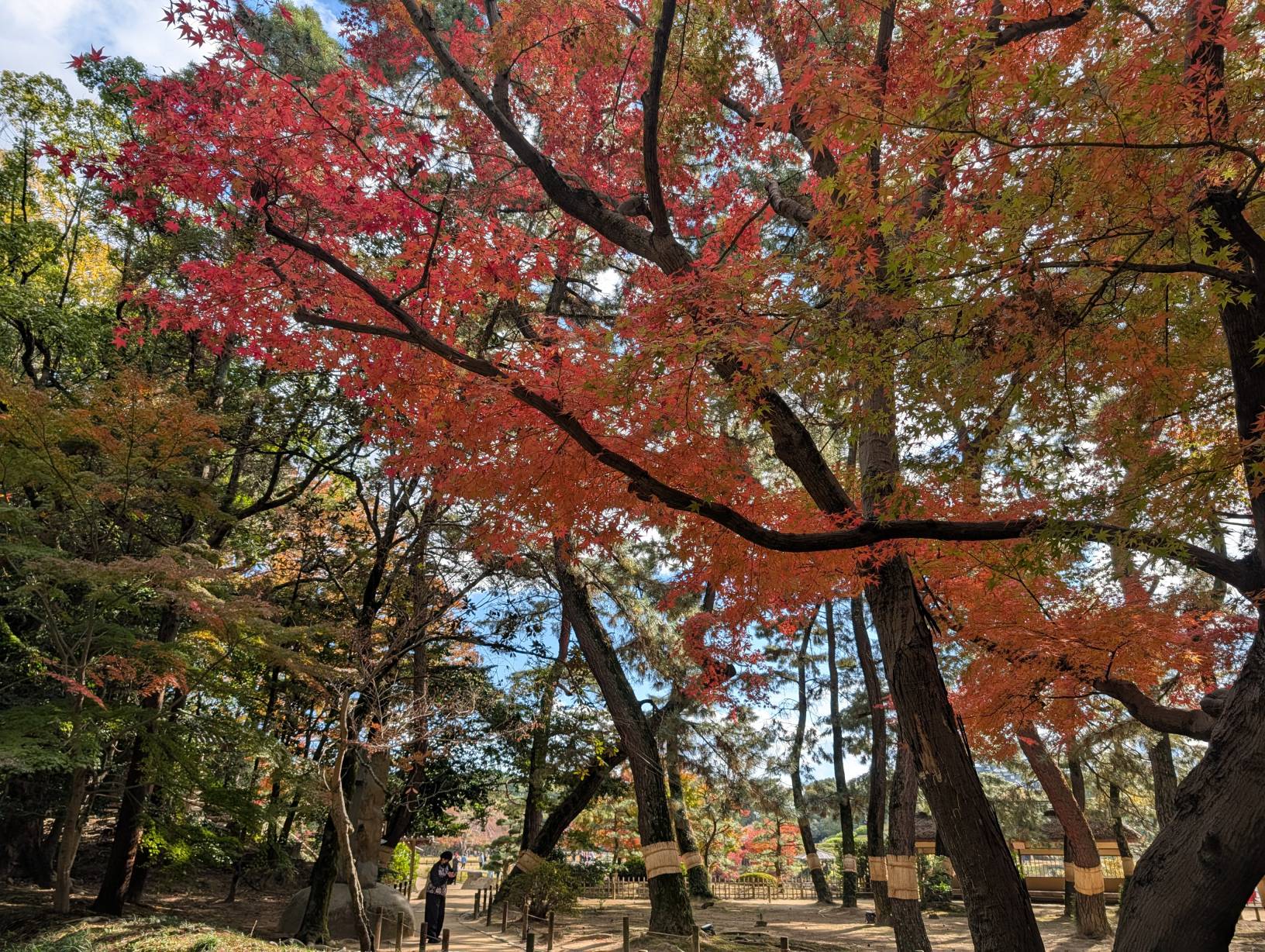 【日本旅遊】神戶姬路岡山自由行，溫差極大的賞楓之旅