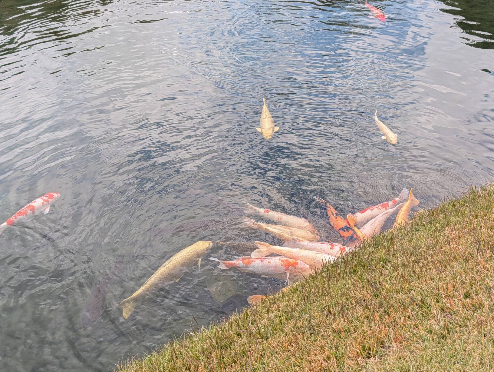 肥大的鯉魚