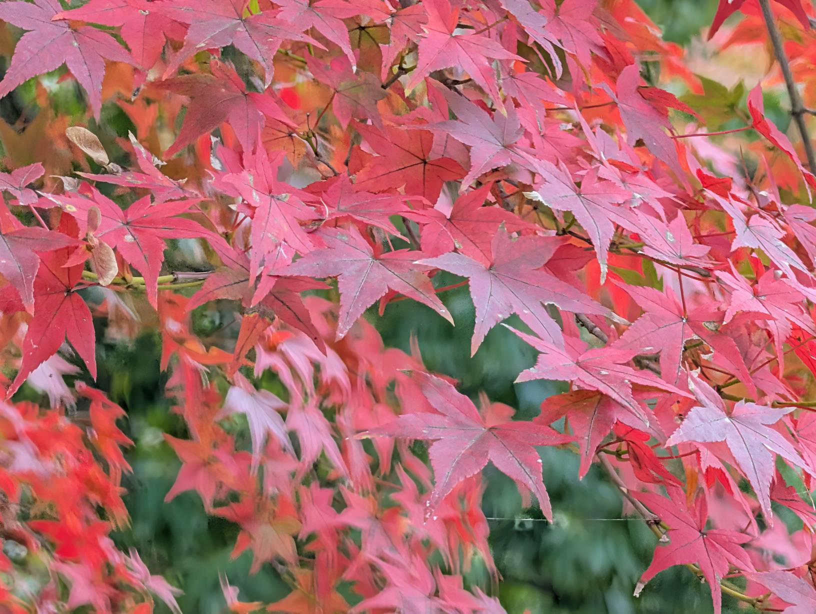 紅葉