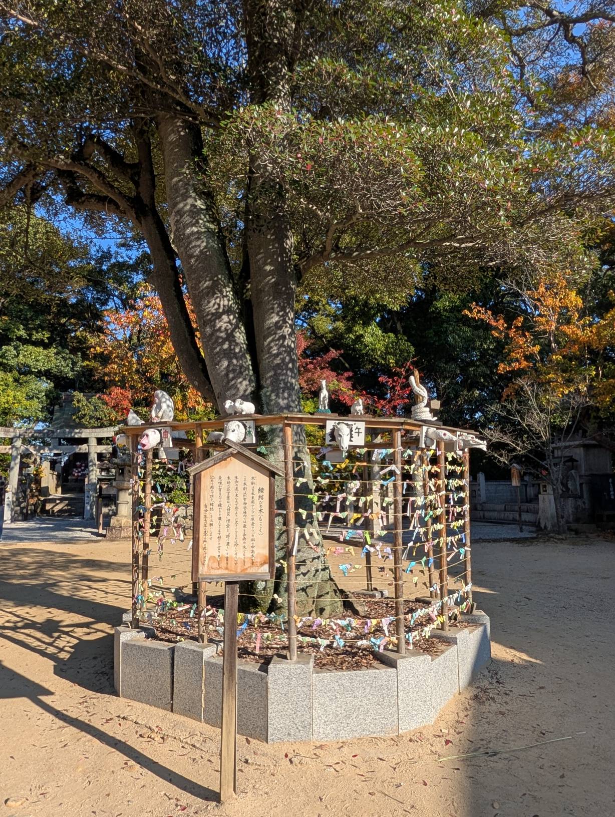 【日本旅遊】神戶姬路岡山自由行，溫差極大的賞楓之旅