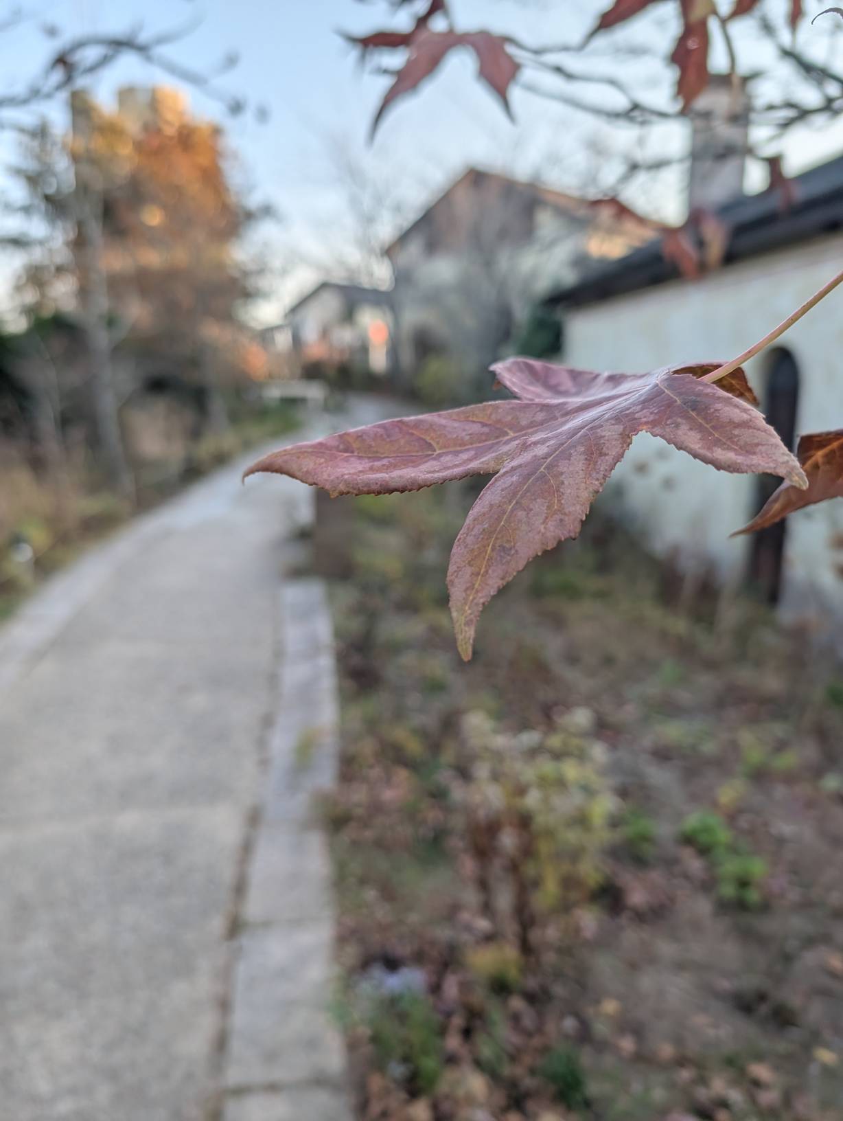 紅楓
