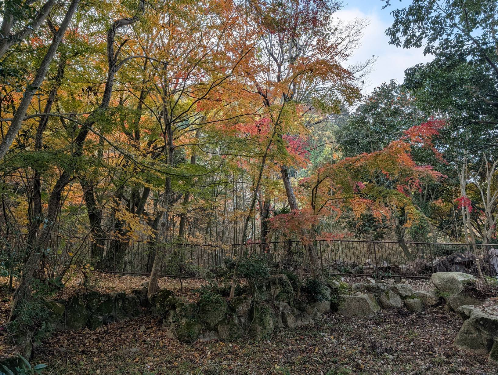 【日本景點】有馬溫泉最強賞楓地!瑞寶寺公園紅楓盛宴,隨手拍都是桌布美景