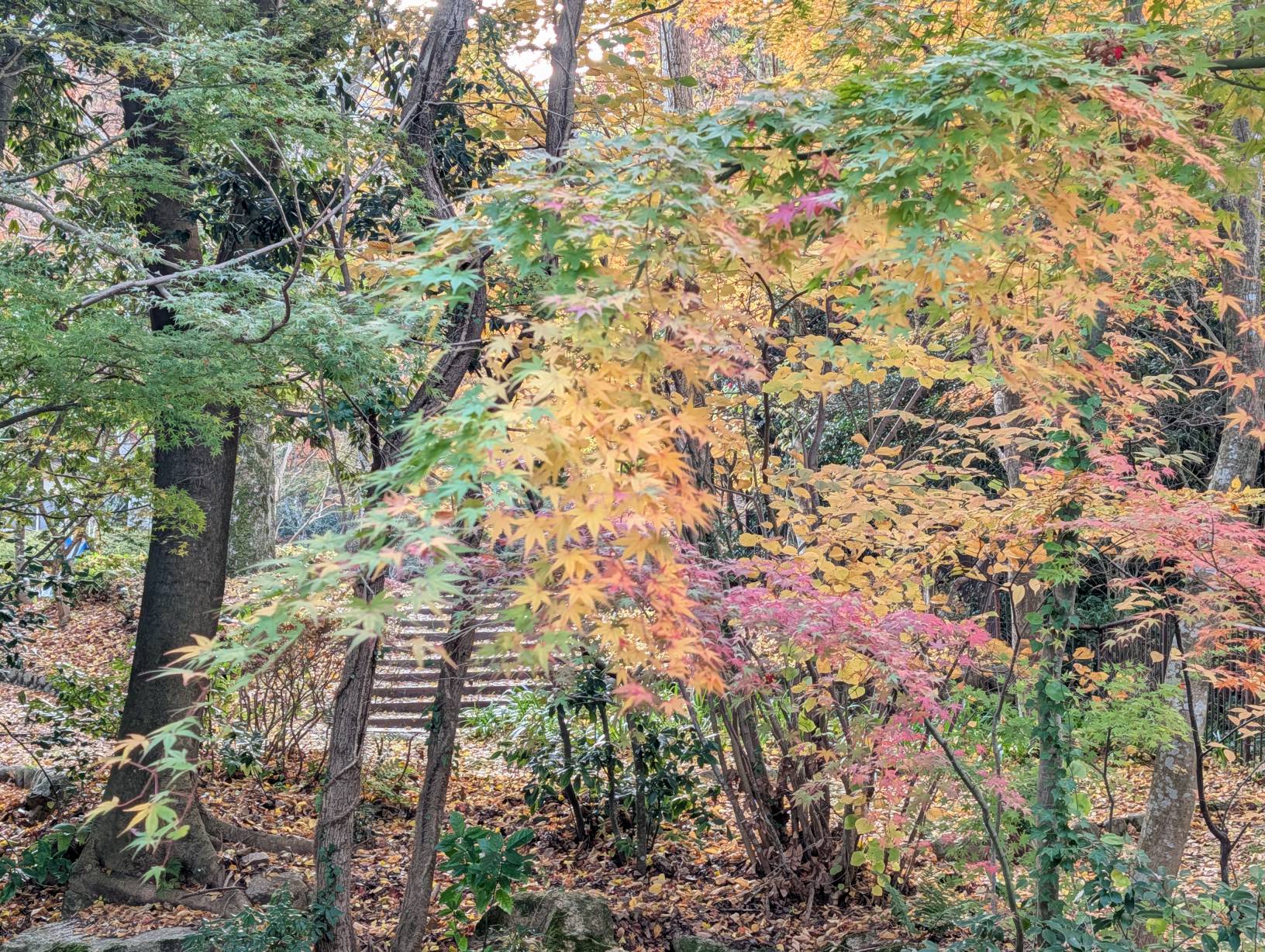 【日本景點】有馬溫泉最強賞楓地!瑞寶寺公園紅楓盛宴,隨手拍都是桌布美景