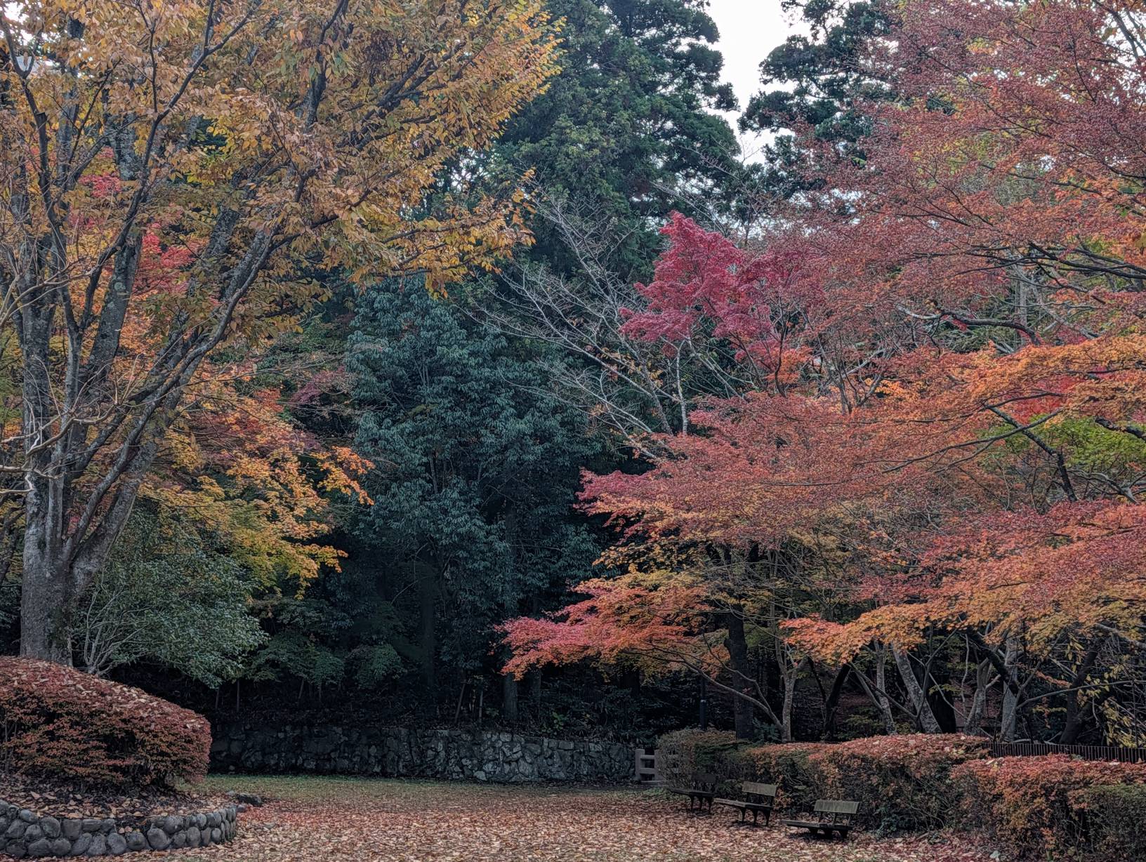 【日本景點】有馬溫泉最強賞楓地!瑞寶寺公園紅楓盛宴,隨手拍都是桌布美景