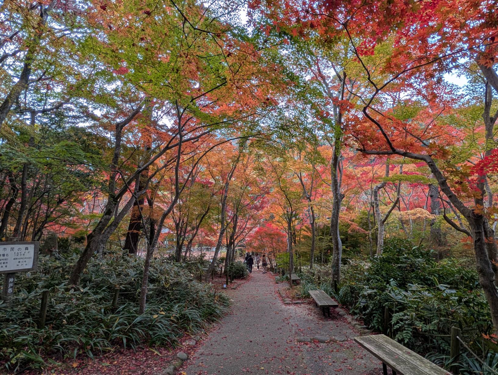 【日本景點】有馬溫泉最強賞楓地!瑞寶寺公園紅楓盛宴,隨手拍都是桌布美景