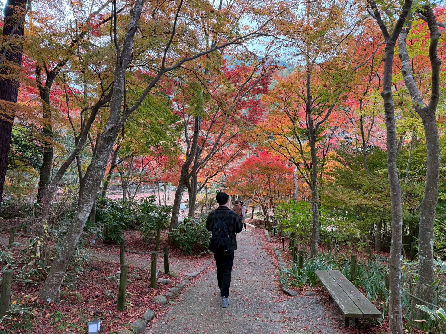 【日本景點】有馬溫泉最強賞楓地!瑞寶寺公園紅楓盛宴,隨手拍都是桌布美景