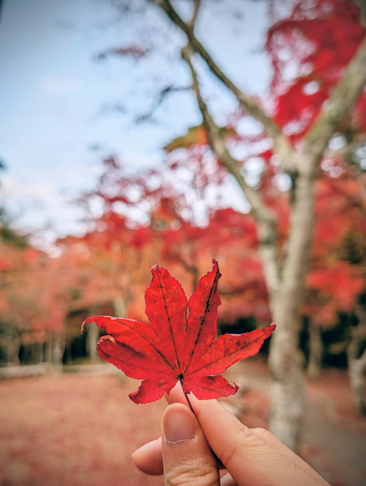 【日本景點】有馬溫泉最強賞楓地!瑞寶寺公園紅楓盛宴,隨手拍都是桌布美景