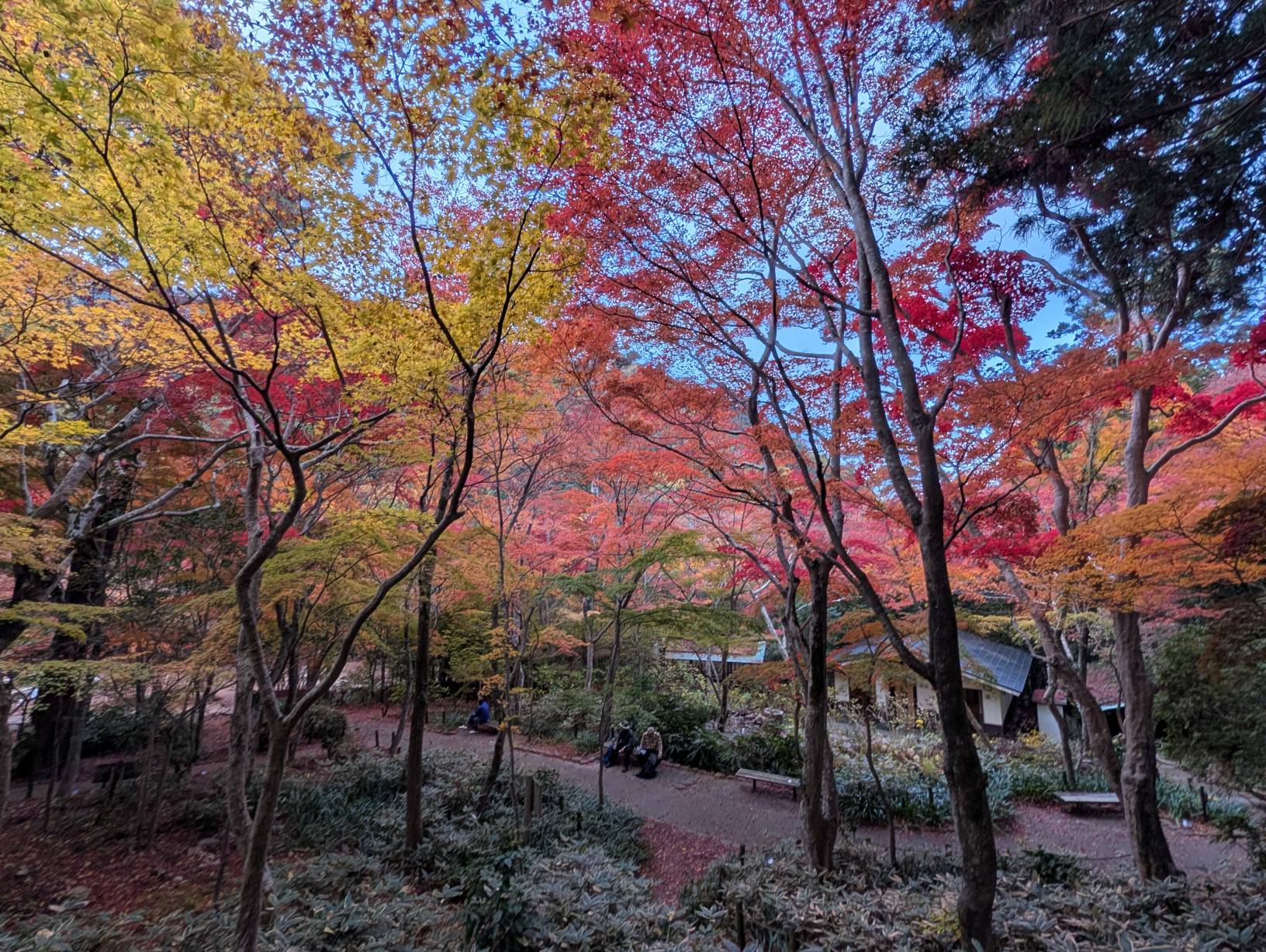【日本景點】有馬溫泉最強賞楓地!瑞寶寺公園紅楓盛宴,隨手拍都是桌布美景