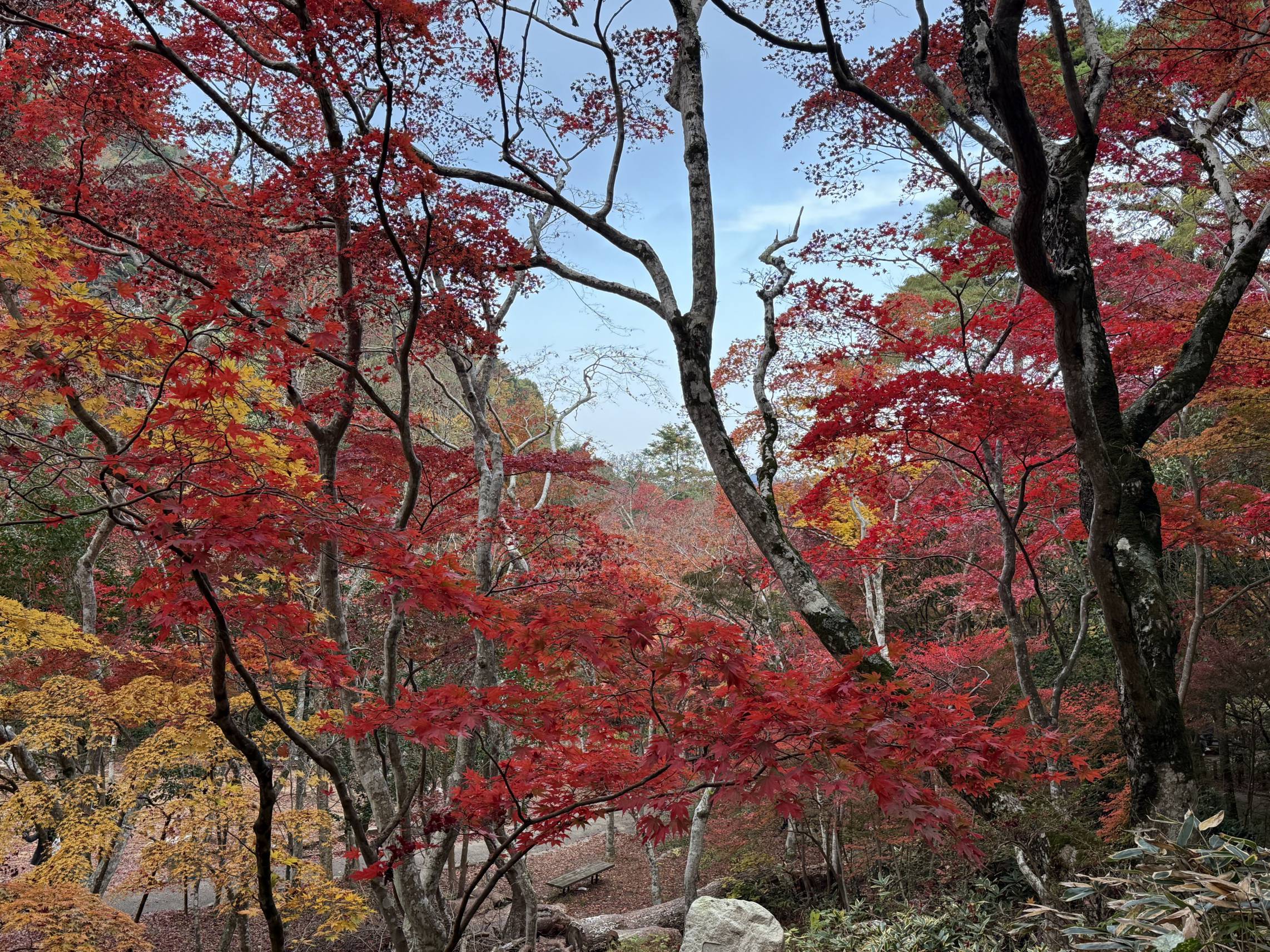 【日本景點】有馬溫泉最強賞楓地!瑞寶寺公園紅楓盛宴,隨手拍都是桌布美景