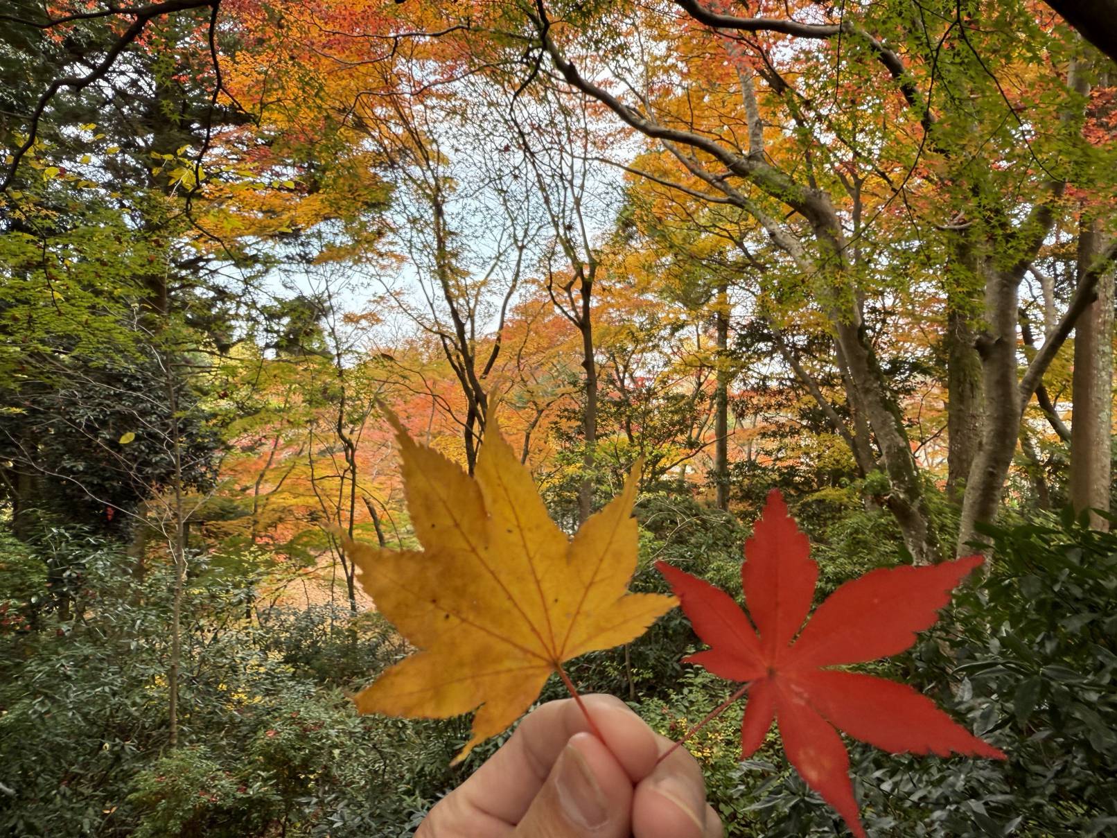 【日本景點】有馬溫泉最強賞楓地!瑞寶寺公園紅楓盛宴,隨手拍都是桌布美景