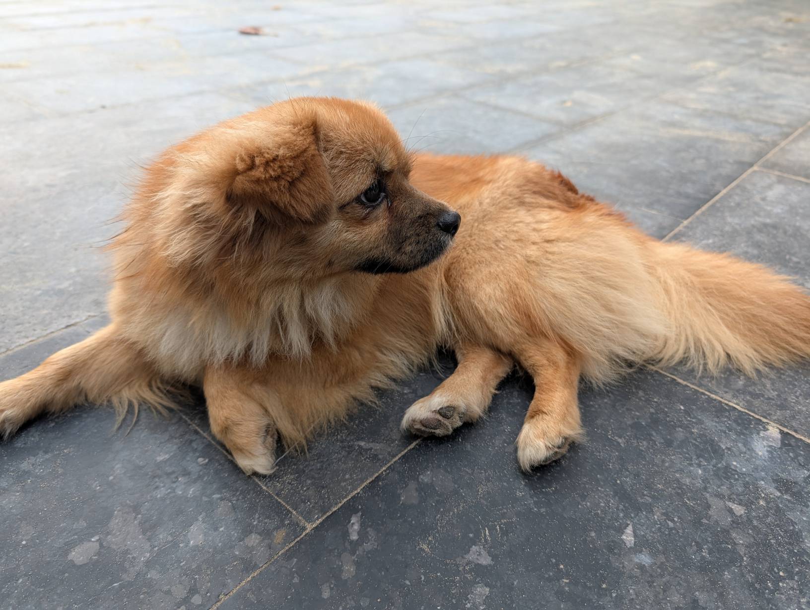 可愛的狗勾