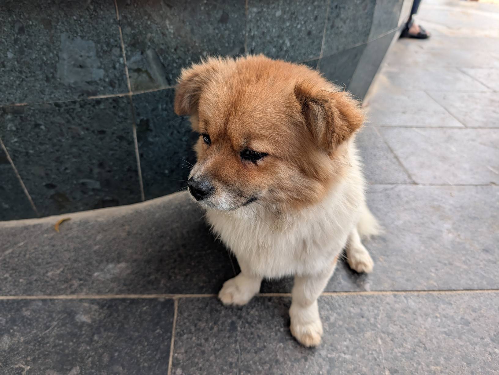 可愛的狗勾
