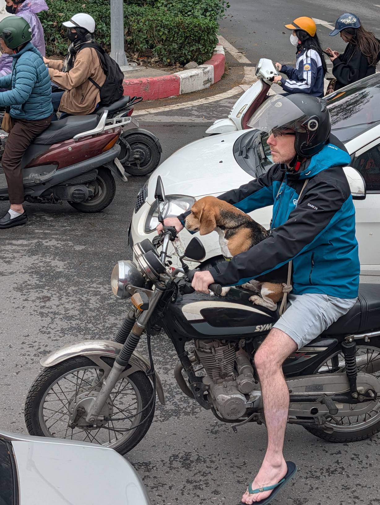 車上看到可愛的狗勾