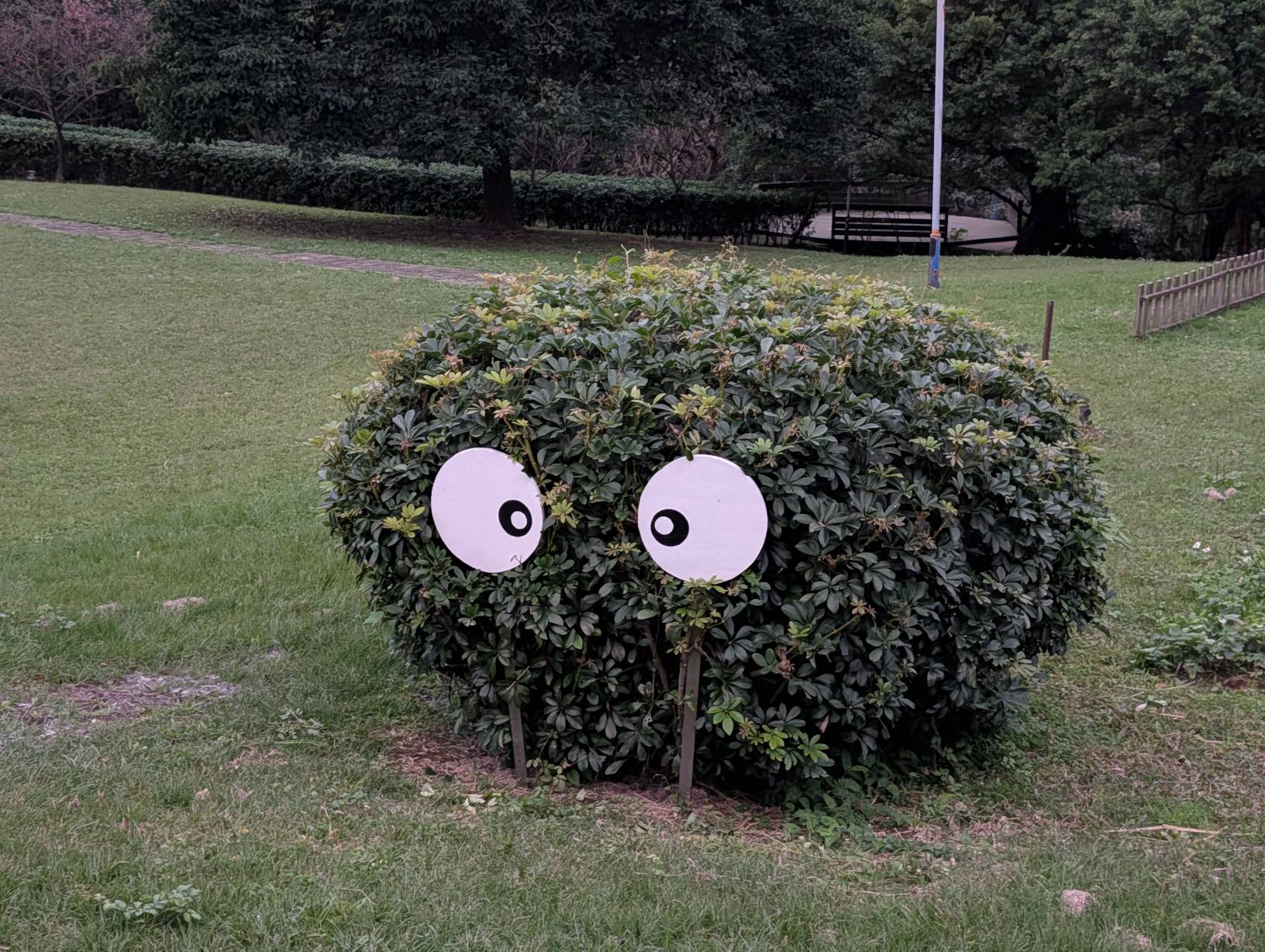小眼睛